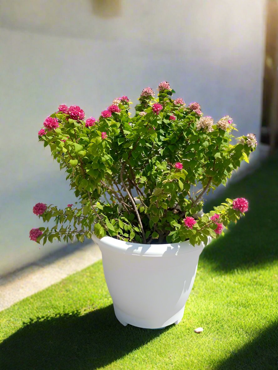 Shrub Bougainvillea Pink Pixie, Type D, 3PP, 12L, 1.0-1.2M