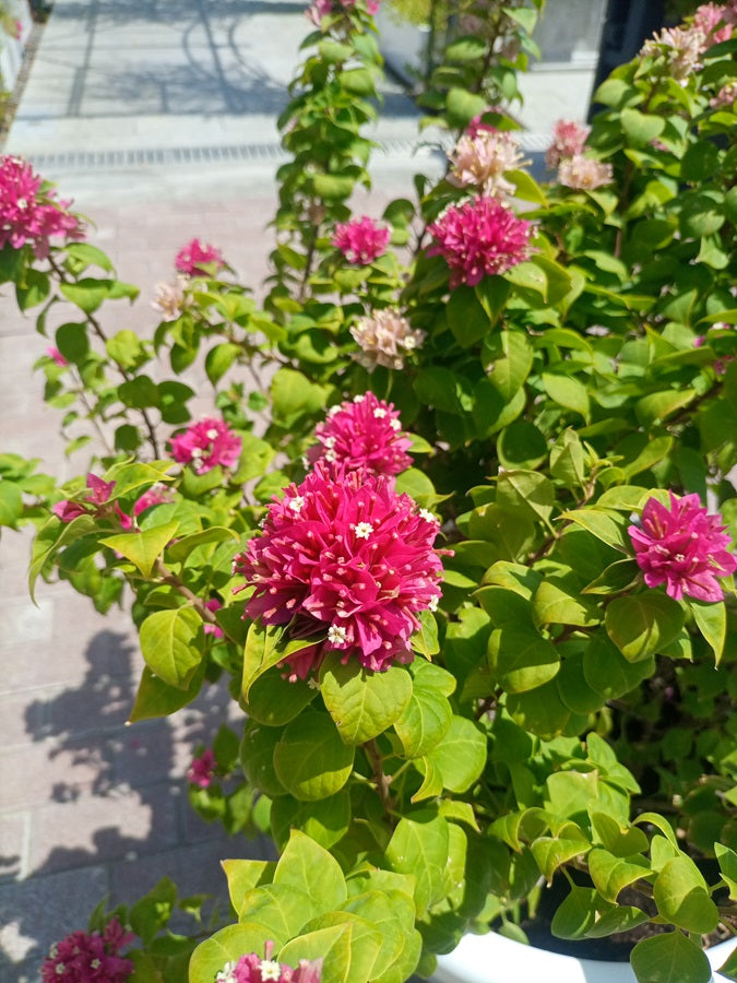 Shrub Bougainvillea Pink Pixie, Type D, 3PP, 12L, 1.0-1.2M