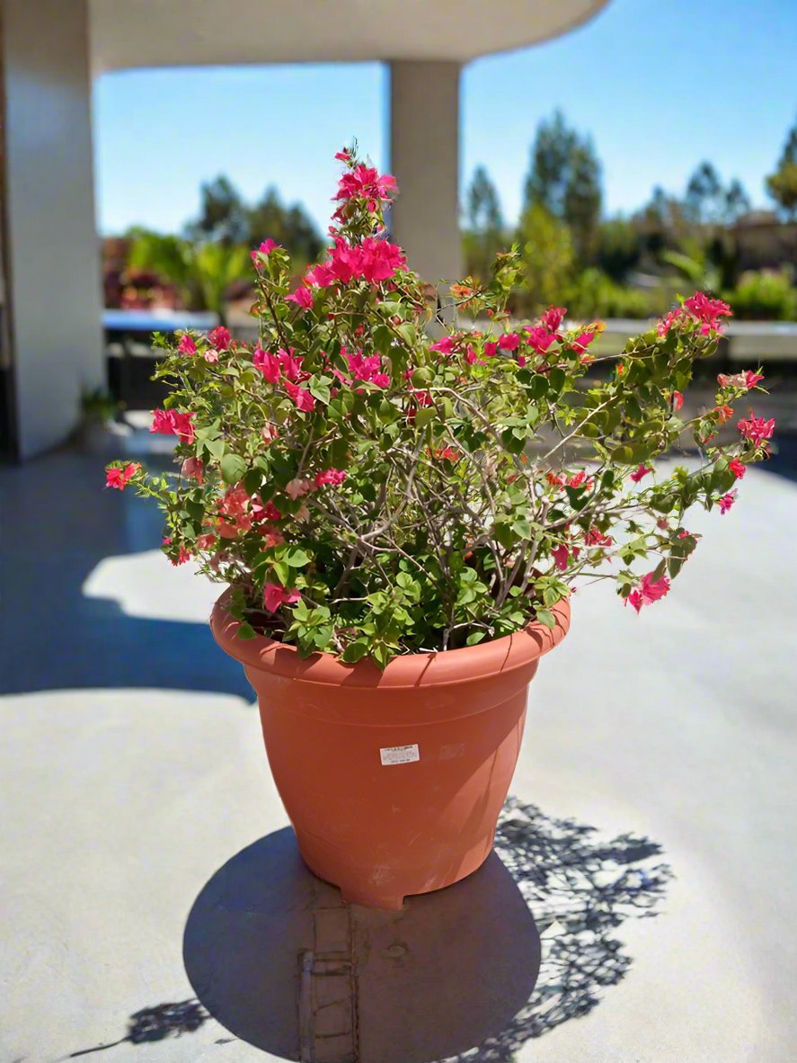 Shrub Bougainvillea Glabra, Mixed Colour Type 7, 5PP, 90L 0.8 - 1.0M