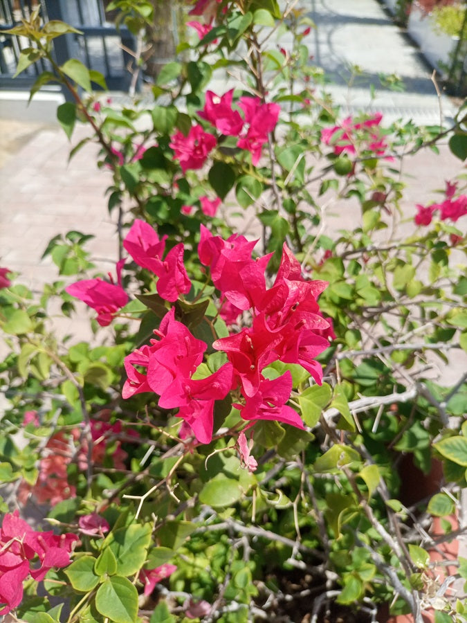 Shrub Bougainvillea Glabra, Mixed Colour Type 7, 5PP, 90L 0.8 - 1.0M