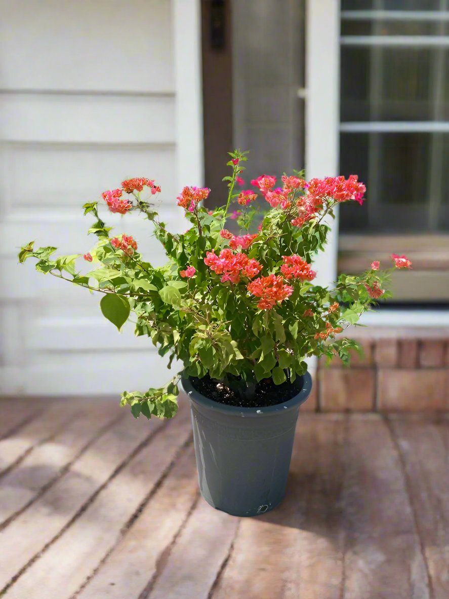 Shrub Bougainvillea Glabra, 80-100CM