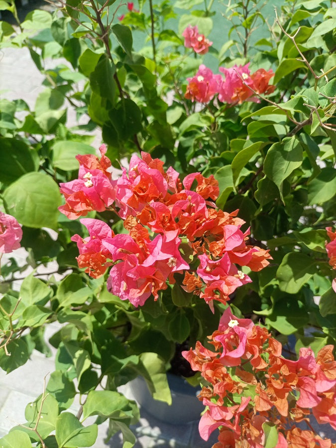 Shrub Bougainvillea Glabra, 80-100CM