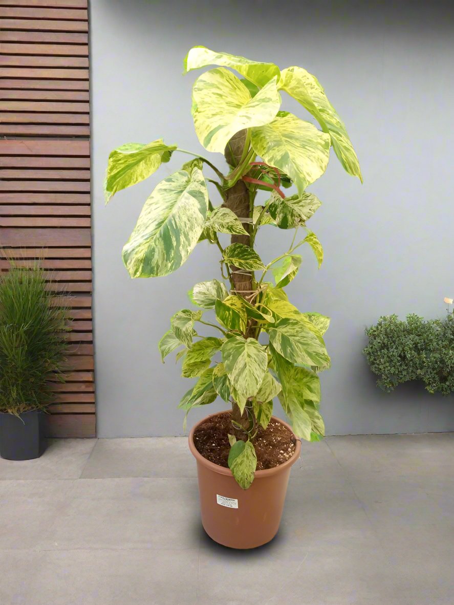 Climber Scindapsus Aureus, Type J7, Creeper 10L, 1.0-1.2M Marble Queen