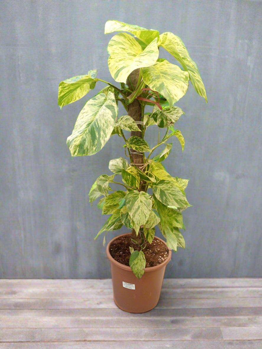 Climber Scindapsus Aureus, Type J7, Creeper 10L, 1.0-1.2M Marble Queen