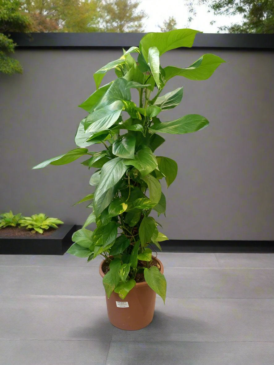 Climber Scindapsus Aureus, Type J6, Creeper 10L, 80-100CM