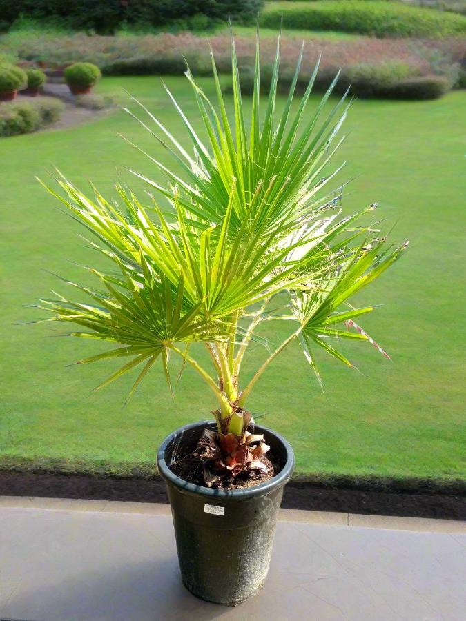 Palm Washingtonia Robusta, Type B23, Single Trunk, 80-100cm