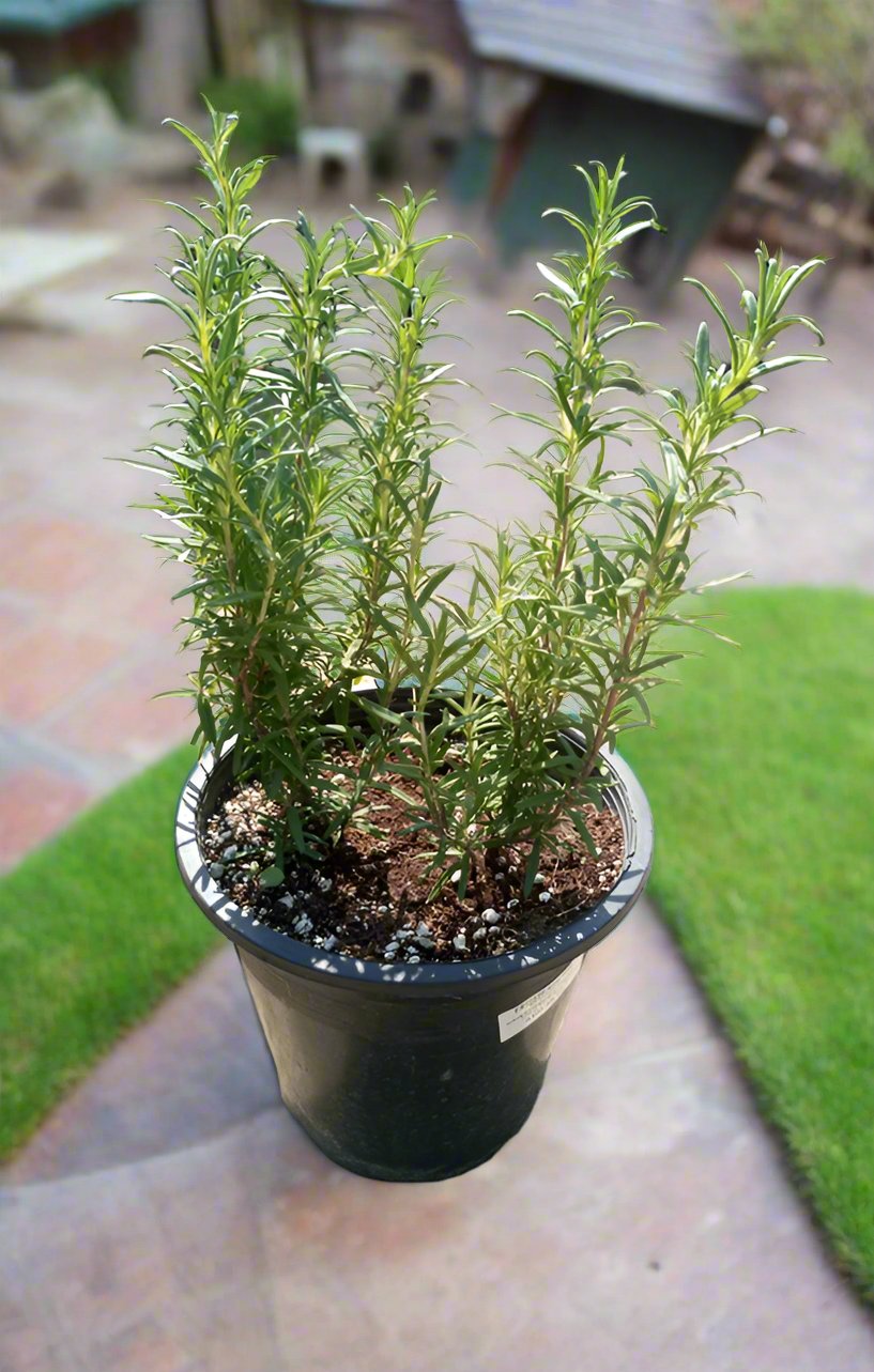 Shrub Rosmarinus Officinalis (Rosemary), Type B, 2PP, 5LP, 50-60CM