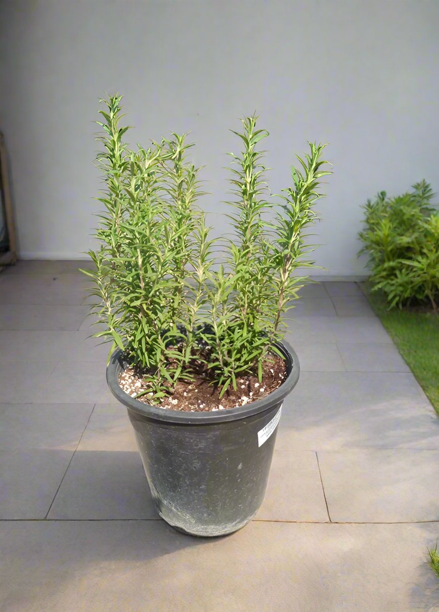 Shrub Rosmarinus Officinalis (Rosemary), Type B, 2PP, 5LP, 50-60CM