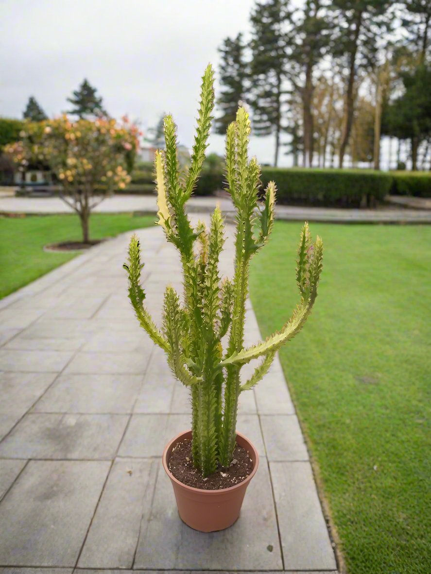 Succulent Euphorbia Lactea Cristata Dragon, Type H2, 5LP, 40-50CM