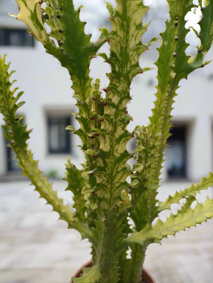 Succulent Euphorbia Lactea Cristata Dragon, Type H2, 5LP, 40-50CM