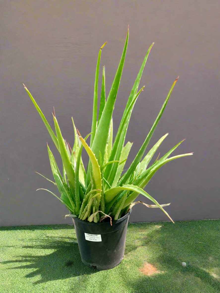 Succulent Aloe Vera (Aloe Barbadensis Miller), Type H3, 10LP, 50-60CM