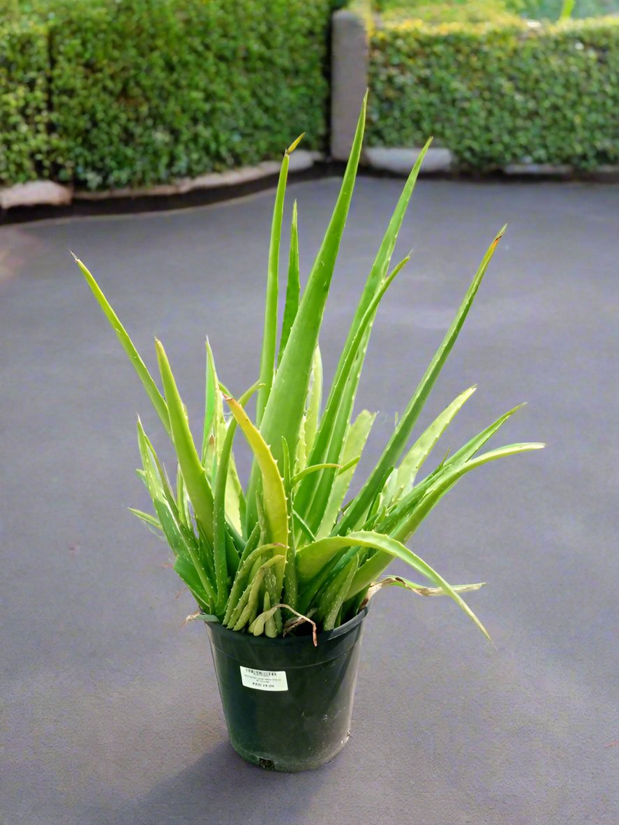 Succulent Aloe Vera (Aloe Barbadensis Miller), Type H3, 10LP, 50-60CM