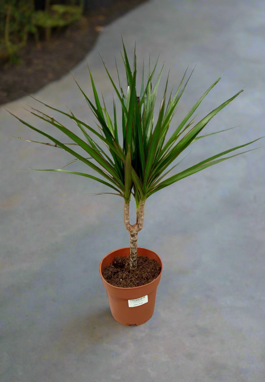 Indoor Dracaena Marginata, Type 1G, 5LP, 60-70CM