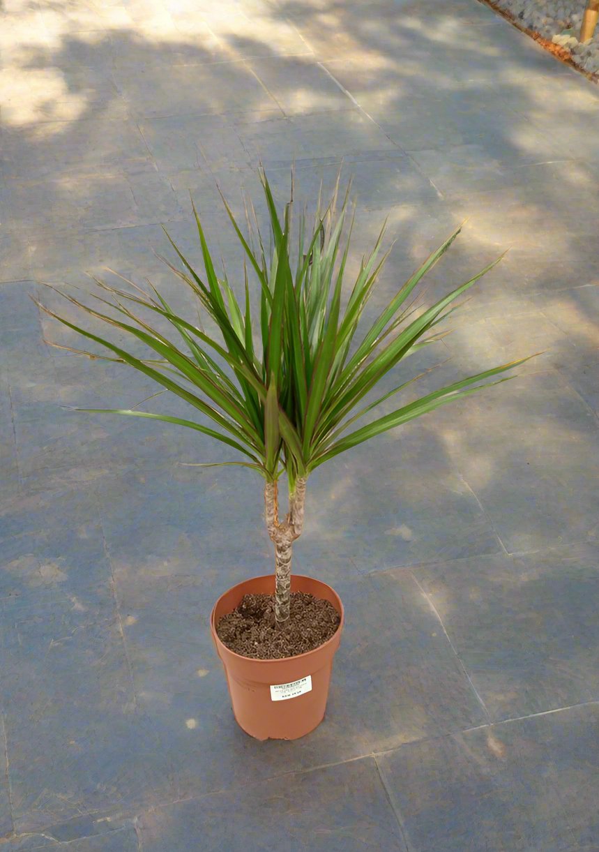 Indoor Dracaena Marginata, Type 1G, 5LP, 60-70CM