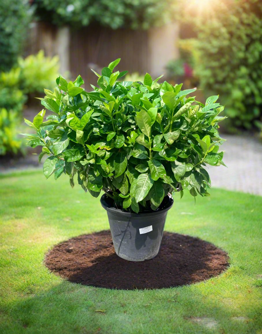 Shrub Gardenia Jasminoides, Type G, 1PP, 10LP