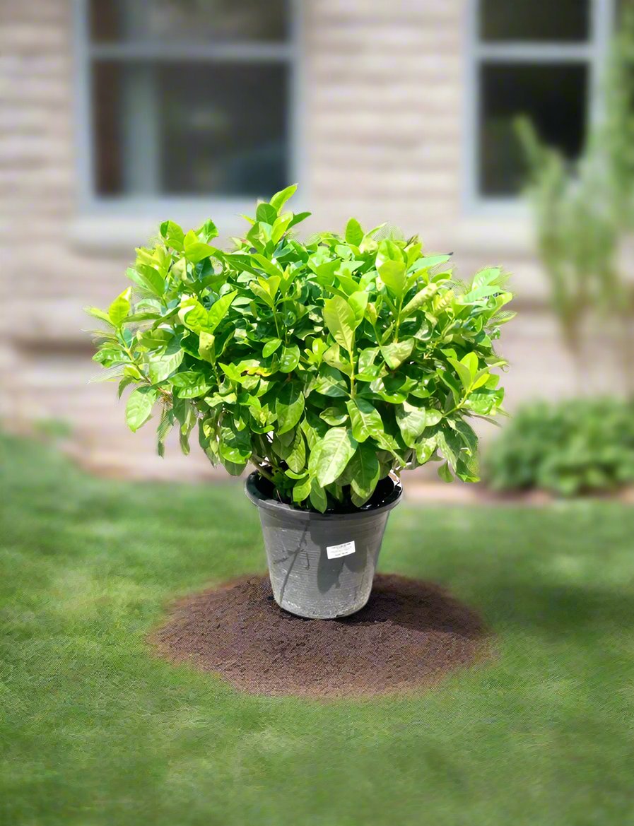 Shrub Gardenia Jasminoides, Type G, 1PP, 10LP