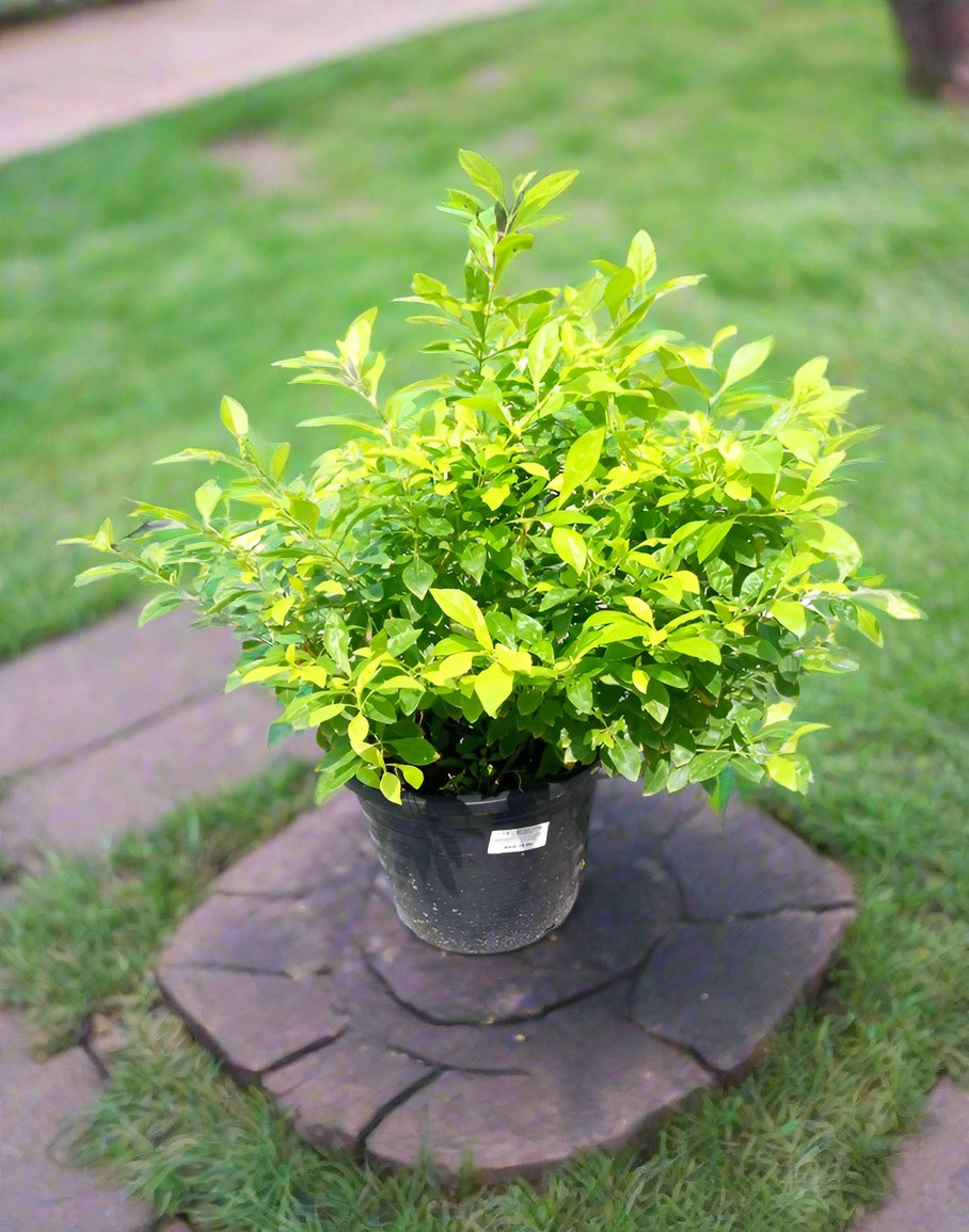 Shrub Duranta Erecta 'Gold', Type B, 2PP, 5LP