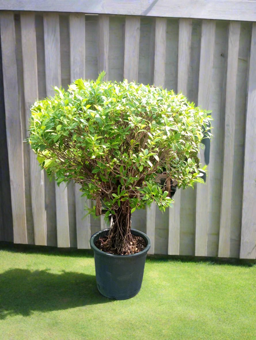 Tree Ficus Nitida, Type 8C, Small Head, 20LP, 80-100CM