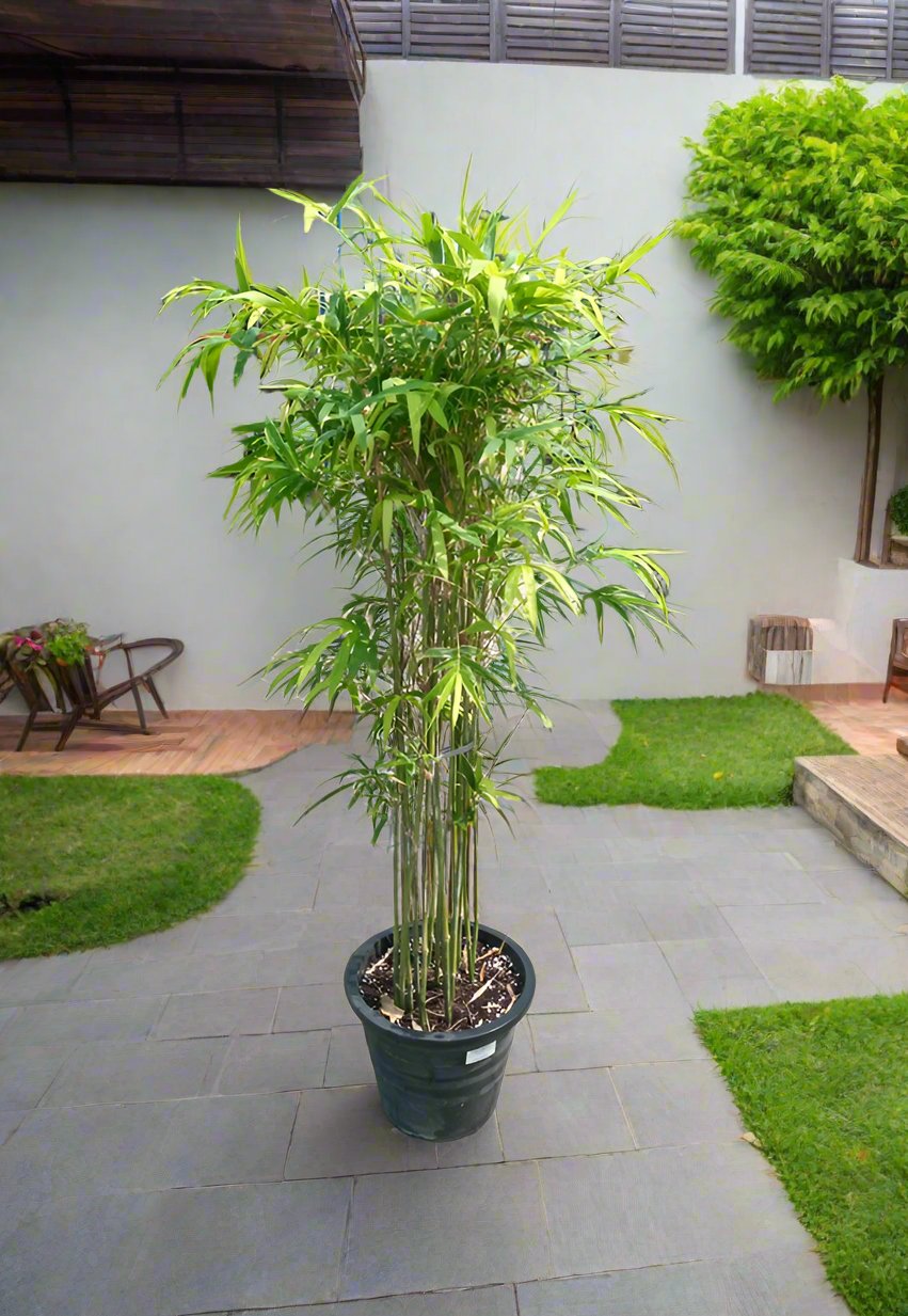 Grass Bambusa Multiplex (Hedge or Clumping Bamboo) B1, 10L, 0.8-1.0M