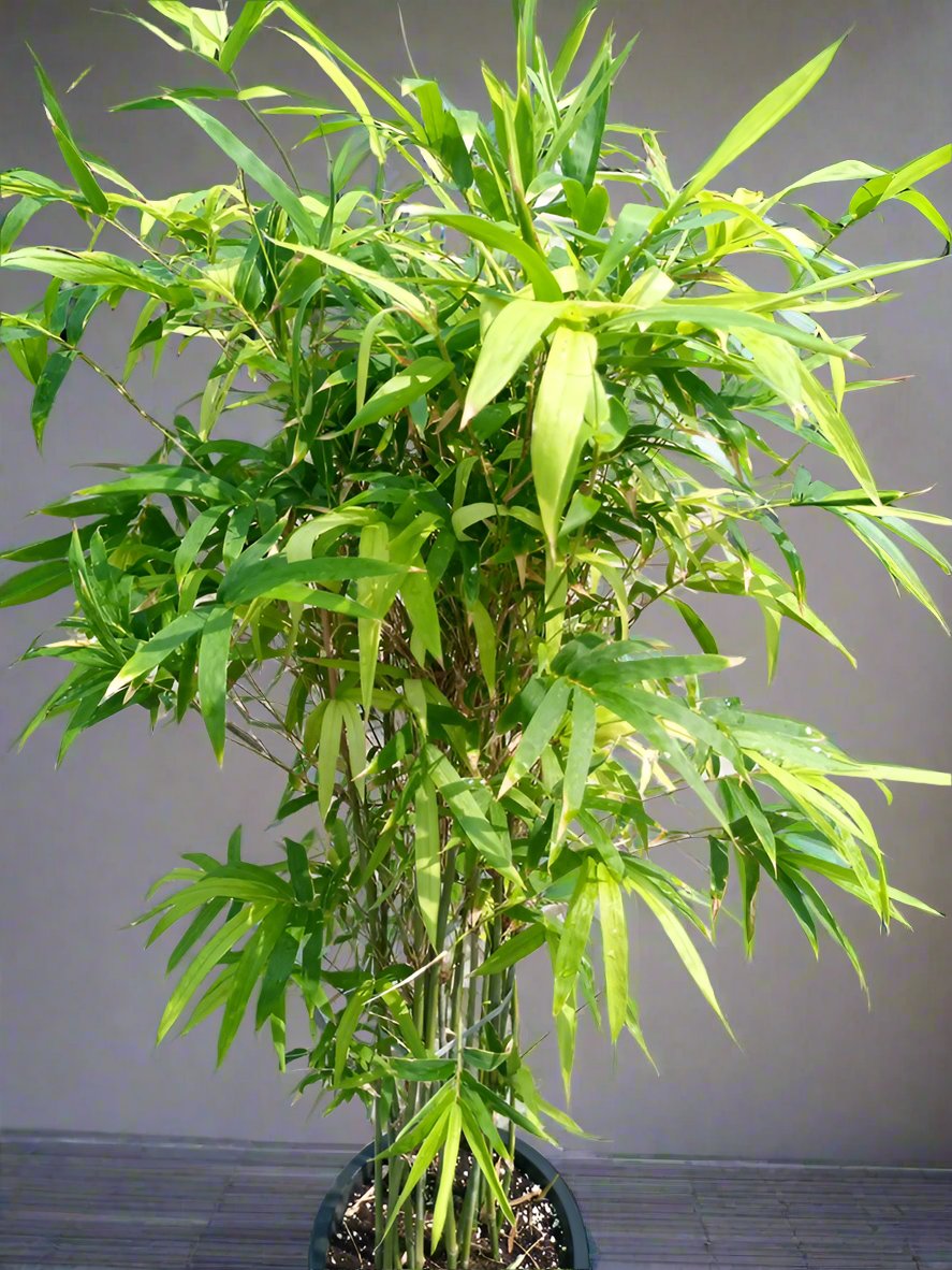 Grass Bambusa Multiplex (Hedge or Clumping Bamboo) B1, 10L, 0.8-1.0M