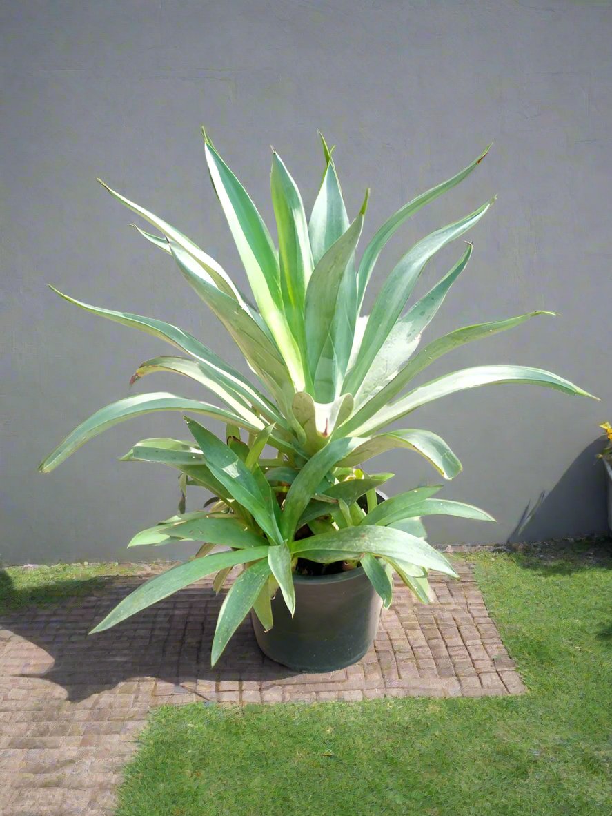 Succulent Agave Desmettiana (Smooth Agave), Type H2, 5LP, 40-50CM