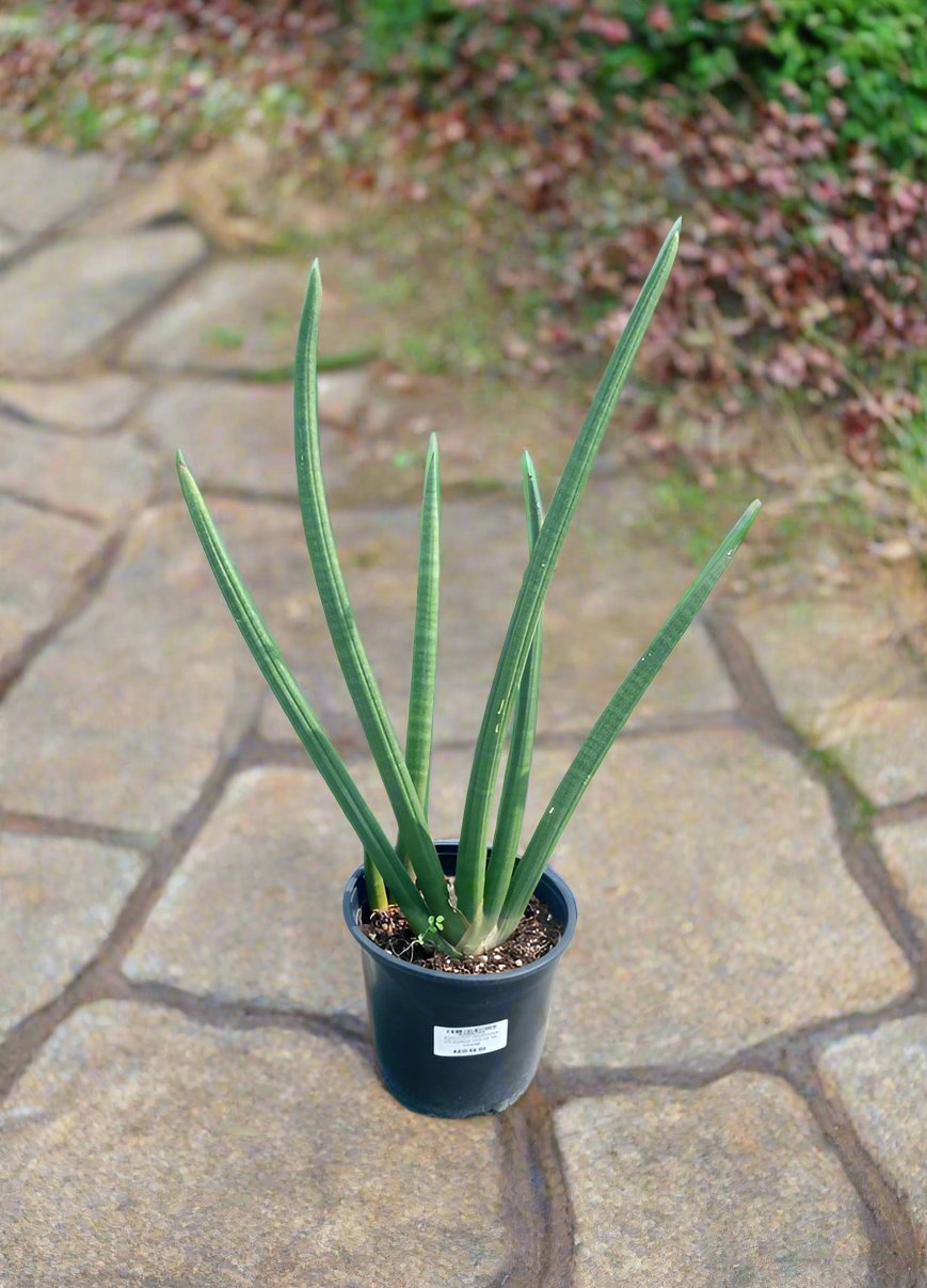 Succulent Sansevieria Cylindrica (Cylindrical Snake) Type H3, 10LP, 60-70CM