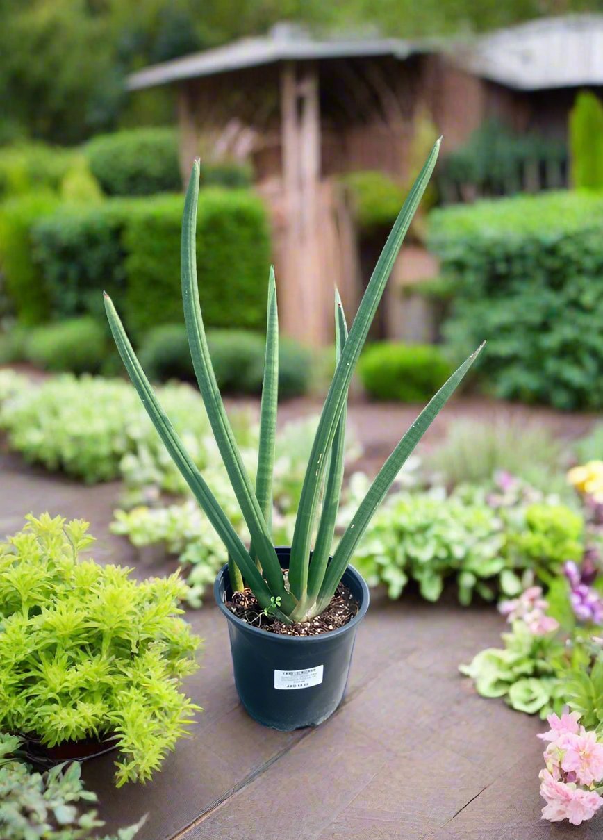 Succulent Sansevieria Cylindrica (Cylindrical Snake) Type H3, 10LP, 60-70CM