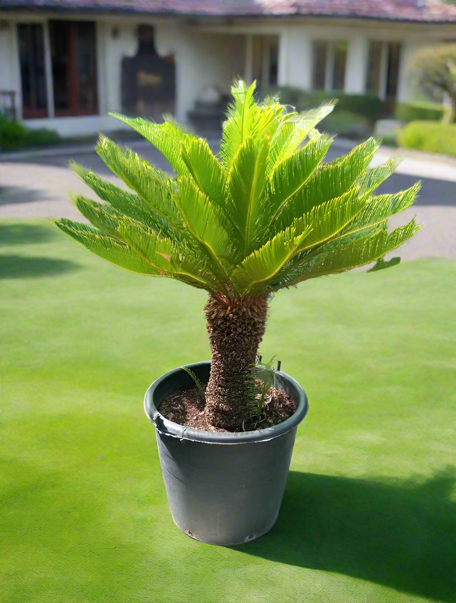 Cycads Cycas Revoluta (Sago Palm) Type G5, Single Trunk, 0.8-1.0 (Overall Height)