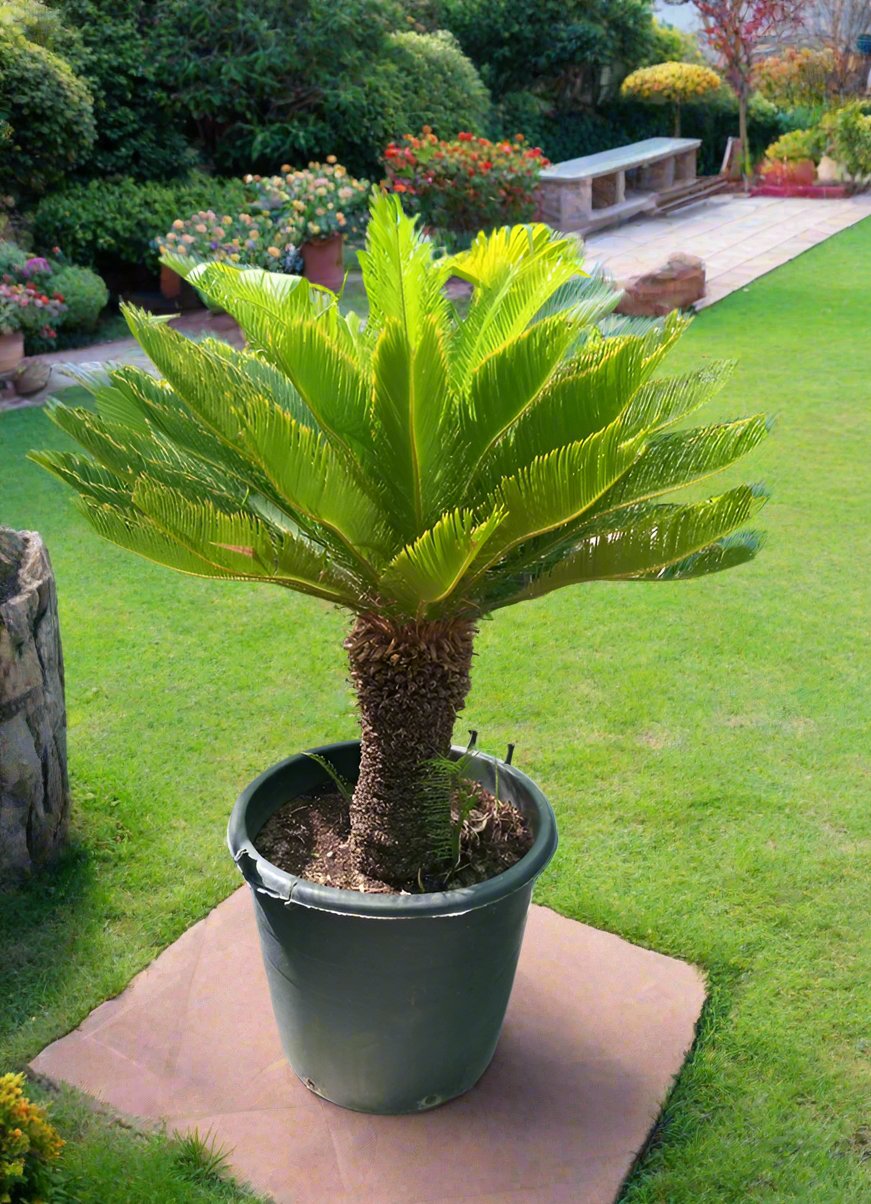 Cycads Cycas Revoluta (Sago Palm) Type G5, Single Trunk, 0.8-1.0 (Overall Height)