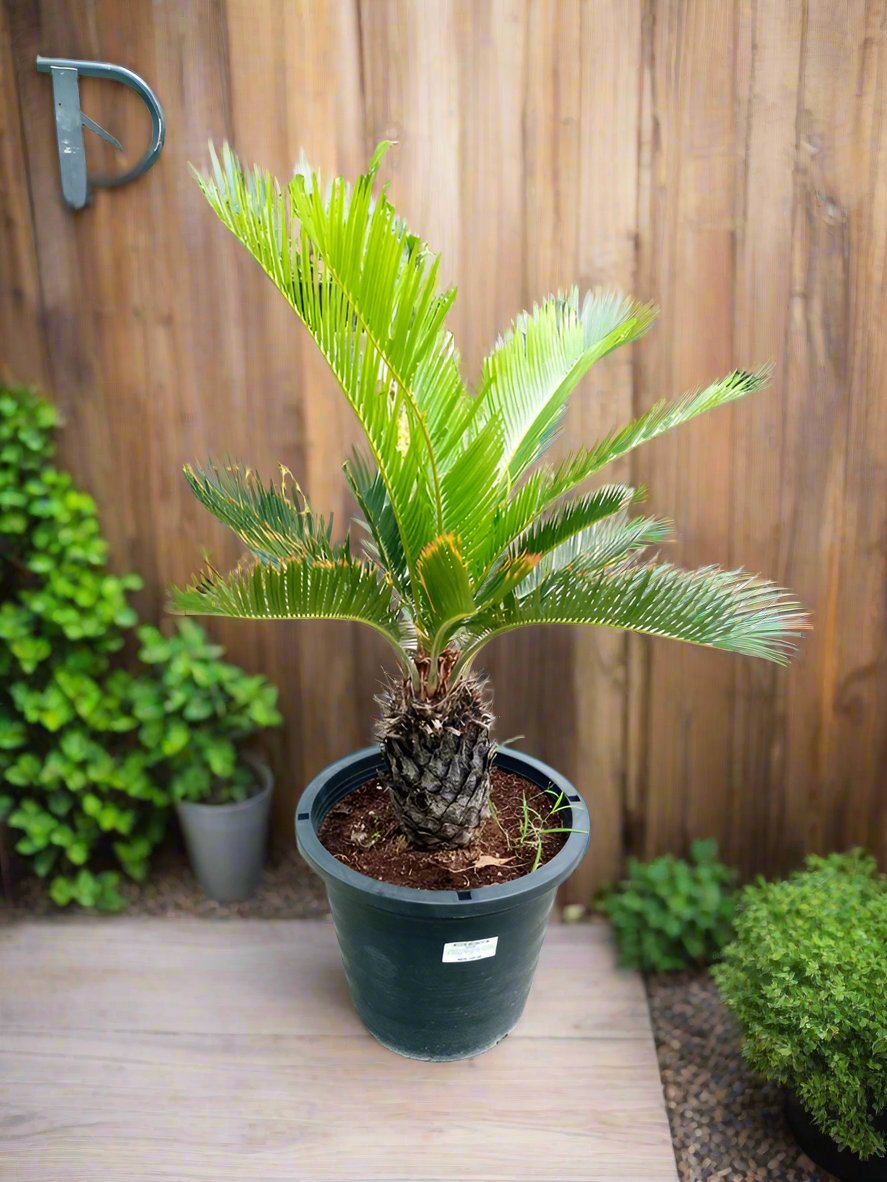 Cycads Cycas Revoluta (Sago Palm) Type G7, Single Trunk, 10LP