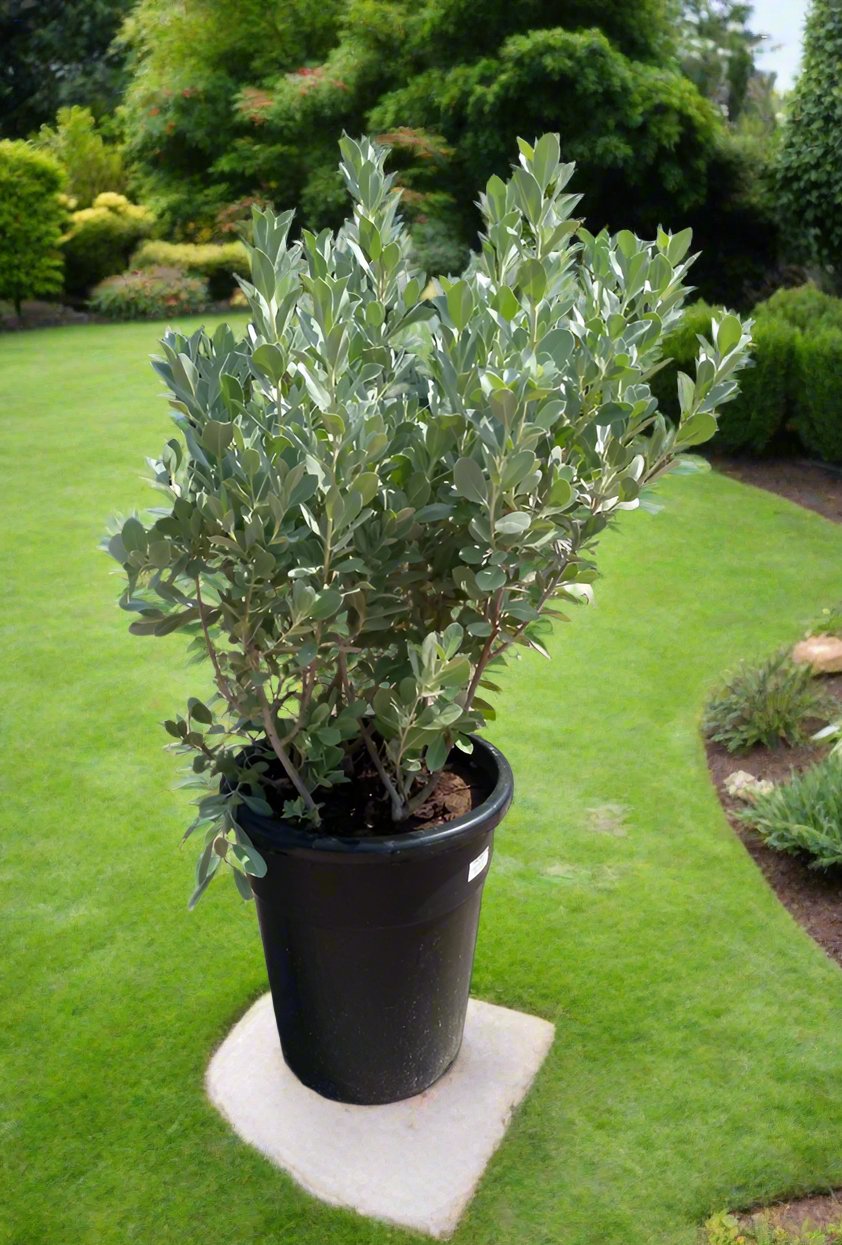 Conocarpus Sericeus (Silver Buttonwood), Type 2A, 18LP