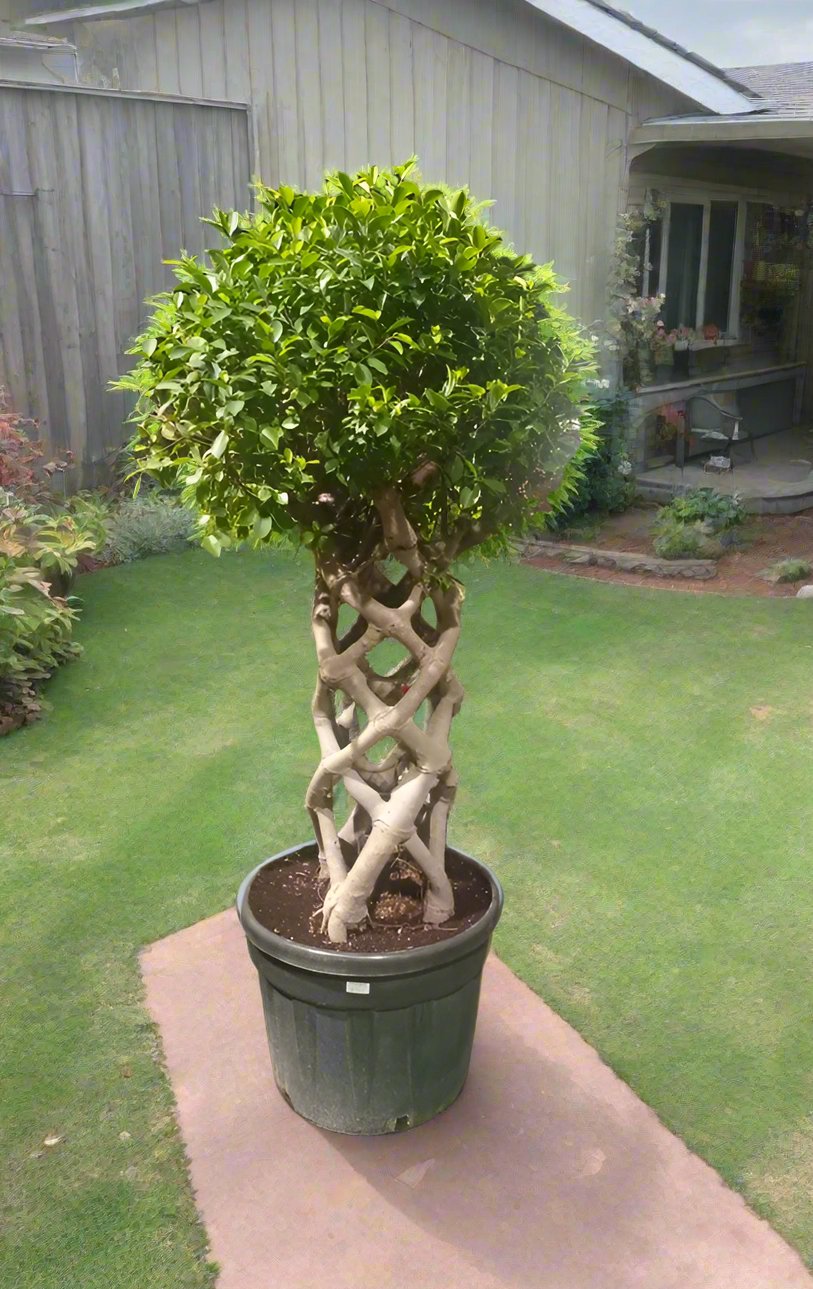 Tree Ficus Benjamina, Type 8B, Cage Shape, 10LP, 1.5-1.8M