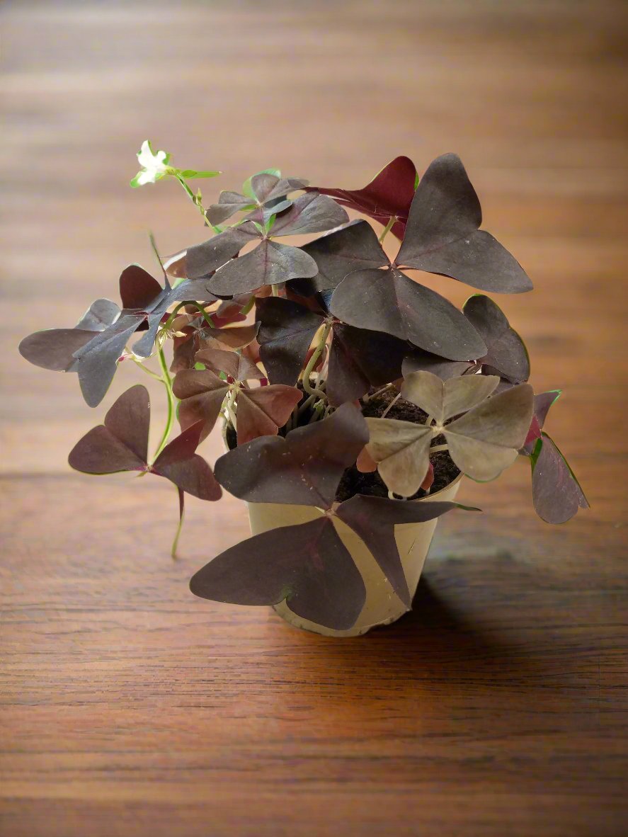 Shrub Oxalis Triangularis, Type F, 1.5LP, 15-20CM