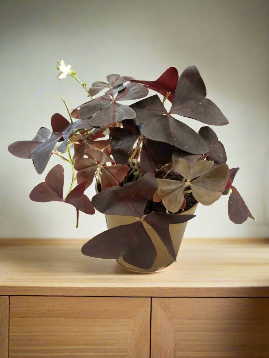 Shrub Oxalis Triangularis, Type F, 1.5LP, 15-20CM