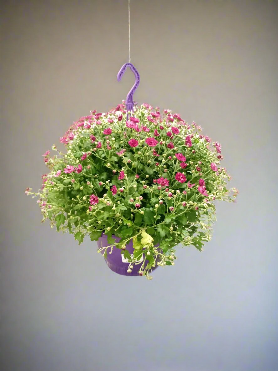 Indoor Chrysanthemum, Skyfall Mixed Type 1A