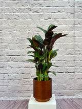 Calathea Rosepicta, Type A, 0.5-0.6M