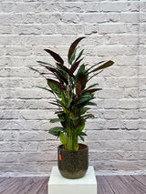 Calathea Rosepicta, Type A, 0.5-0.6M