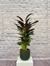 Calathea Rosepicta, Type A, 0.5-0.6M