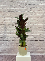 Calathea Rosepicta, Type A, 0.5-0.6M