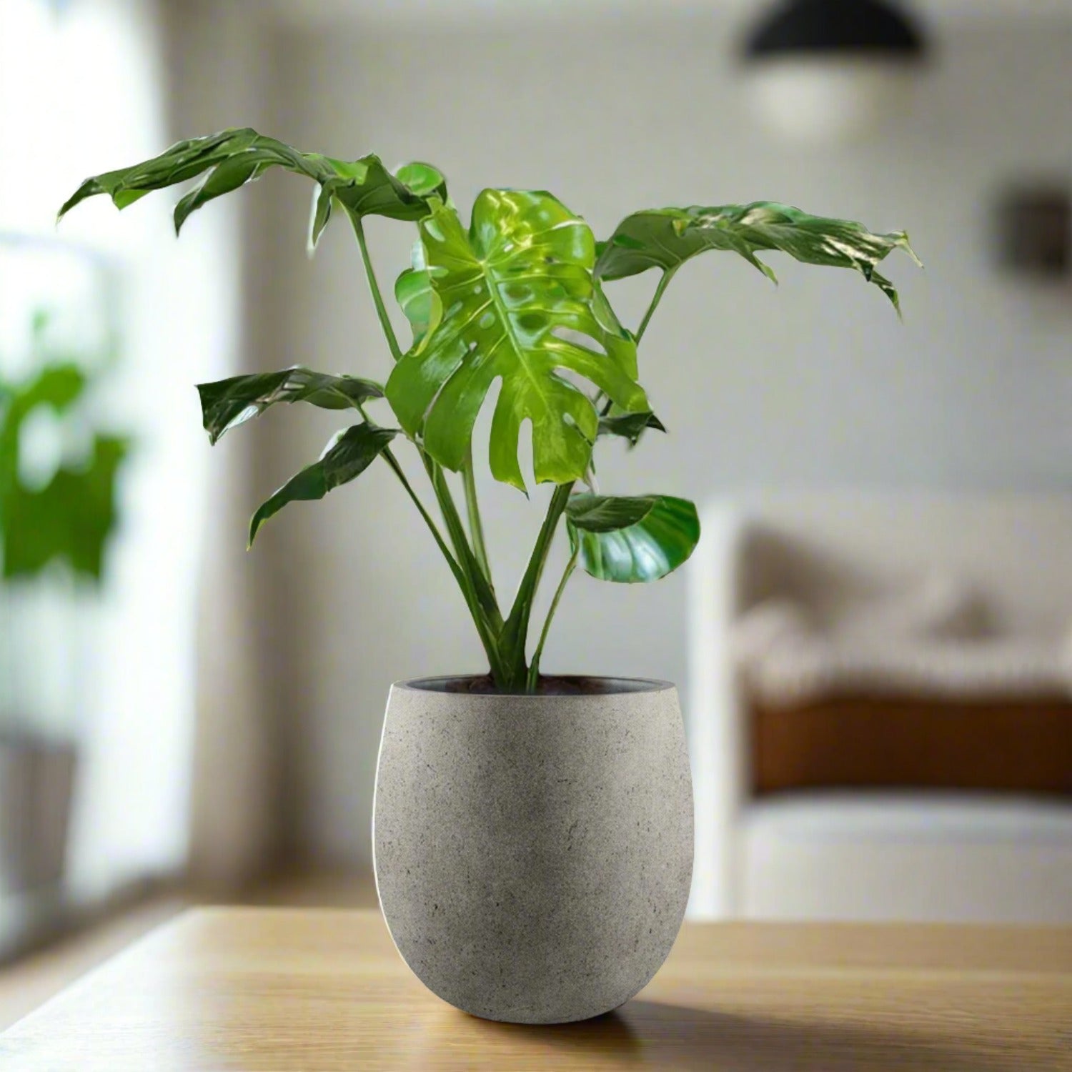 Monstera in Luca Lifestyle Balloon Pot 100-120cm