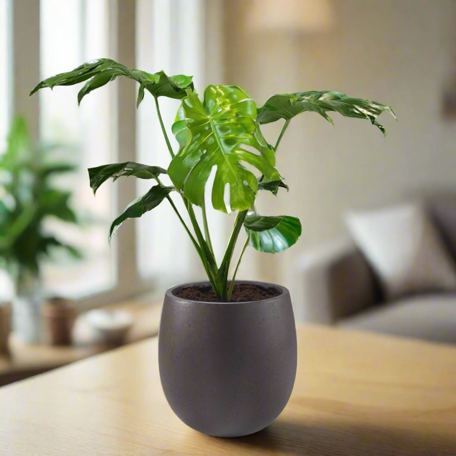 Monstera in Luca Lifestyle Balloon Pot 100-120cm