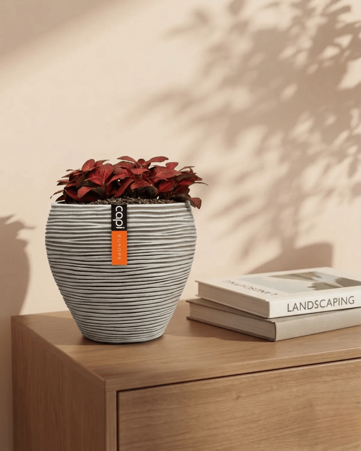 Nerve Plant (Fittonia albivenis) Mixed Colors | 10 - 15 cm