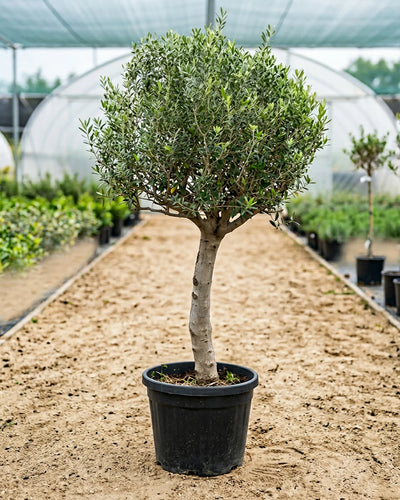 Olive Tree (Olea europaea) | Landscape Grade, 1.2–2.5 m