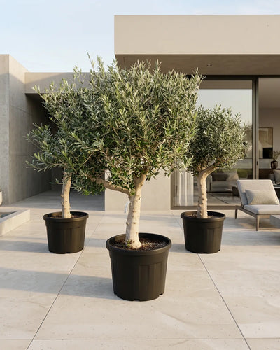 Olive Tree (Olea europaea) | Thick Trunk, 1.2–1.5 m, 40–50 cm Girth