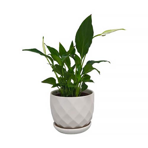 Peace lily in white ceramic pot