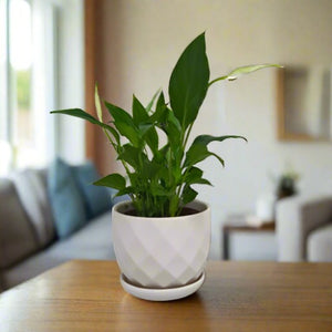 Peace lily in white ceramic pot