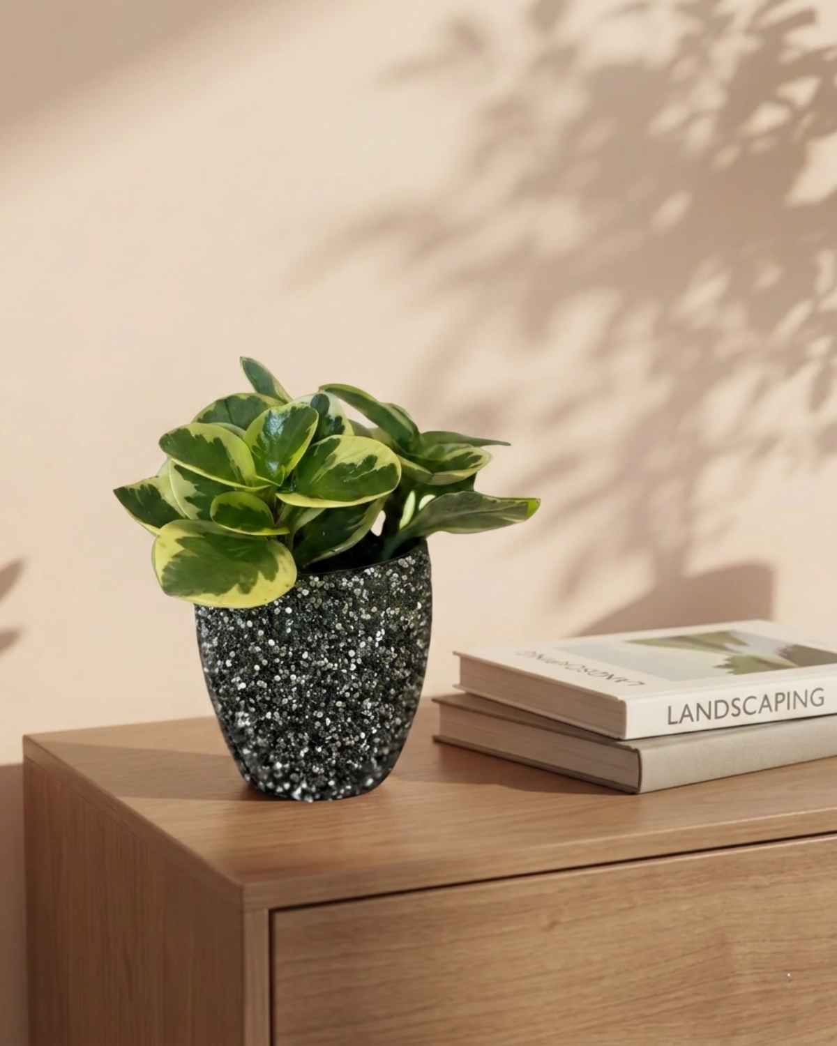 Variegated Pepperomia in Strass Pot 30-40cm