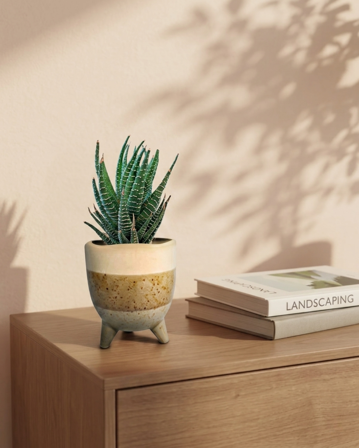 Haworthia In Ceramic Brown Leggy Pot 20-30cm