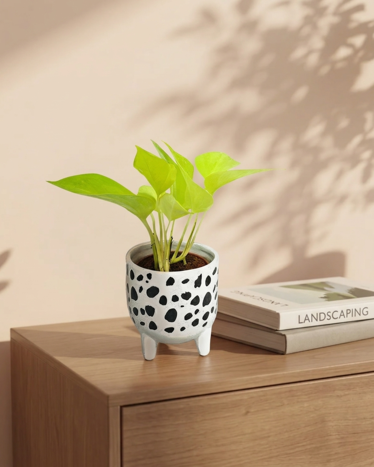 Money Plant In Ceramic B/W Leggy Pot 20-30cm