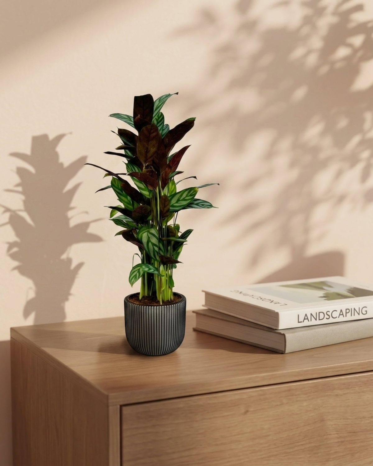 Rose Painted Calathea (Calathea roseopicta) | 25–30 cm